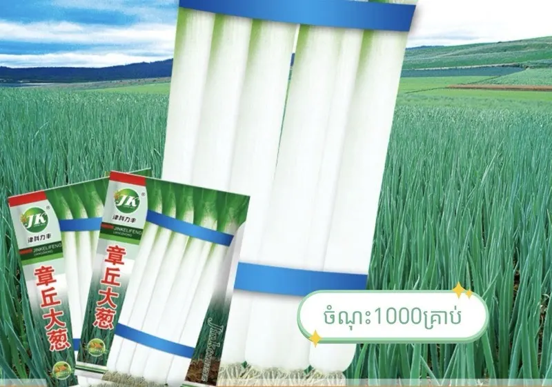 ខ្ទឹមខ្យល់